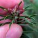 Abies balsamea (L.) P. Mill. - balsam fir winter buds