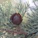 Callitris columellaris (syn. C. glaucophylla) foliage and mature cone, southern 