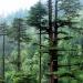 Old Cedrus deodara, Manali Wildlife Sanctuary, Himachal Pradesh, India; 2500m al