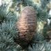 Cedrus libani ssp. atlantica 'Glauca' in Arboretum de la Vallée-aux-Loups