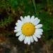 Chamaemelum nobile, Asteraceae, Roman Camomile, Chamomile, Garden Camomile,