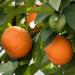 Three Bitter orange (Citrus aurantium) with leaves on a tree