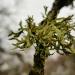 Oakmoss (Evernia prunastri) on its twig