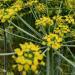 Fennel, Sweet Essential Oil, Social Enterprise