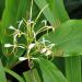 	First flowers - a little later, larger and less fragrant than the yunnanense