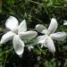 Two Jasminum grandiflorum flowers (Family: Oleaceae).