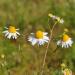 Matricaria chamomilla, Santa Coloma de Farners (Catalunya)