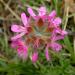 Rose-scented Geranium, Pelargonium capitatum