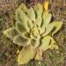 Leaf rosette of a Verbascum thapsus, mullein.