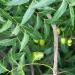 Neem Seeds that are used for the Carrier oil growing on the tree