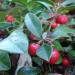 Gaultheria procumbens (wintergreen) 