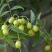 Neem fruit Azadirachta indica A. Juss on a tree.