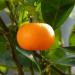  Mandarin fruit on a tree branch (Citrus reticulata) photographed in a greenhous