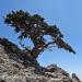 Wild Cupressus sempervirens in the Lefka Ori mountains, Crete Date	