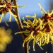  Witch-hazel in Hausdülmen, Dülmen, North Rhine-Westphalia, Germany (2021)