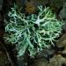 Oakmoss (Evernia prunastri)