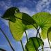 Leaves of Gotu Kola aka Centella Asiatica against the sky