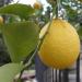 Yellow lemon on lemon tree. Florence, Tuscany, Italy.