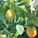 Tree with Lemon fruit and flowers