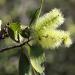 Niaouli broad-leaved paperbark (Melaleuca viridiflora) at Davies Creek Australia