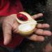 Nutmeg fruit with mace on a hand during a spice tour in Kerala, India.