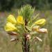 Red-stalked evening primrose (Oenothera biennis, Syn. Oenothera rubricaulis), fl