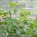 Bursera graveolens Palo santo trees and twigs