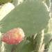 A Prickly pear in Carmel mountain, Palestine