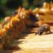 Propolis in beehives