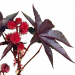 Ricinus communis cultivar - Parc Floral with background removed