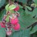 European raspberry (Rubus idaeus), "Birke" forest near Dreieich-Offenthal, Hesse