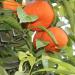 Three sweet oranges with leaves on the tree.