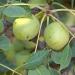 Sclerocarya birrea subsp. afra. developing fruit; Pretoria National Botanical Ga