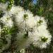 Swamp Paperbark, possibly Melaleuca ericifolia. Ashbrook Park, Rowville Victoria