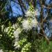 Swamp Paperbark, possibly Melaleuca ericifolia. Ashbrook Park, Rowville Victoria