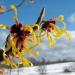 Witch-hazel / Hamamelis – Winter-flowering in the Vogelsberg Mountains