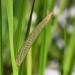 Calamus (Sweet Flag) used to make the Essential Oil