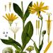 Illustration of arnica plant by Köhler–s_Medizinal-Pflanzen