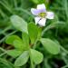 Bacopa monnieri waterhyssop herb tincture at Anarres