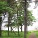 Bathing House Wood Looking along the Fife Coastal Path, Donibristle Bay UK