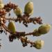 Frankincense Indian Essential Oil