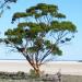 sous-bois riche en quandong (Santalum acuminatum) 