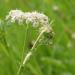 Caraway aka Cumin used to make Essential Oil sold at Anarres