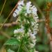 Catnip grown for its Essential Oil, Social Enterprise