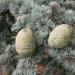 Cedarwood Atlas needles andcones used to make Essential Oil sold at Anarres