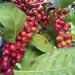 Coffee Arabica berries and leaves Social Enterprise