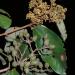 Cryptocarya mackinnoniana aka Ravensara aromatica flowers and immature fruit