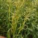 Cymbopogon martinii - Palmarosa grass at full Flower blooming stage.