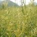 Cymbopogon martinii - Palmarosa grass at full Flower blooming stage.