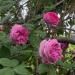 Strong yet delicate Damascene rose climbing on an old pine